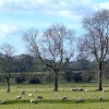 Rural scene at Sutton, near Peterborough.