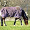 Horse at Sutton, Cambridgeshire