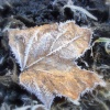 Winter leaves