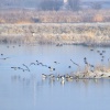 The wetlands, North Cave, East Riding of Yorkshire
