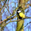 A friendly bird, North Cave, East Riding of Yorkshire