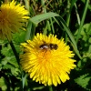 Hoverfly and daisy, North Cave, East Riding of Yorkshire