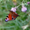 Peacock butterfly, North Cave, East Riding of Yorkshire
