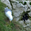 Nesting kittiwake, Bempton, East Riding of Yorkshire