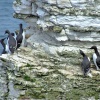 Guillemots, Bempton, East Riding of Yorkshire