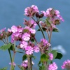 Red campion, Bempton, East Riding of Yorkshire