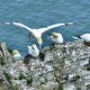 Soaring gannet, Bempton, East Riding of Yorkshire