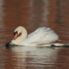 wildlife, Oulton Broad, Suffolk