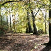 Autumn in wood nr Hawkshead, Cunbria.