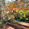 Autumn in wood nr Hawkshead, Cumbria