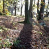 Autumn in wood nr Hawkshead, Cunbria.
