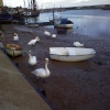 Swans at Maldon, Essex