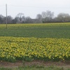 Daffodil Fields, Lincolnshire