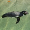 Swimming Penguin, Sewerby Hall, East Riding of Yorkshire