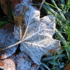 Leaves in the frost.
