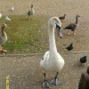 Young Swan, Wroxham, Norfolk