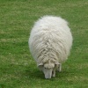 Sheep, Castle Rising, Norfolk