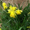 Daffodils, Horsey Mere, Norfolk