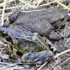 Frog and toad