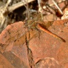 Common darter dragonfly
