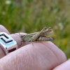 Stripe-winged grasshopper....stenobothrus lineatus
