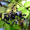 Elderberries....sambuscus nigra