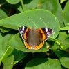 Red admiral....vanessa atalanta