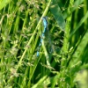 Common blue damselfly....enallagma cyathigerum
