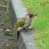 Woodpecker, Chard, Somerset