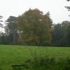 Mum's Tree