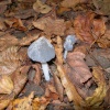 Little fungi trio