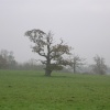 Lone Tree