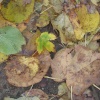 Leaves