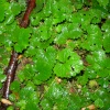 The mystery plant