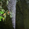 Cobweb, Wheatley, Oxfordshire