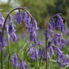 Bluebells, Yoxall, Staffordshire