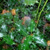 Cobweb over Holly