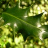Holly Leaf