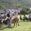 Dunsford Fair ponies - July 2007