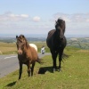 Dartmoor ponies and visitor