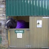 Pit Ponies, National Coal Mining Museum, Wakefield, West Yorkshire