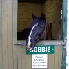 Pit Ponies, National Coal Mining Museum, Wakefield, West Yorkshire