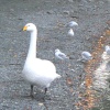 Bewick's Swan, a rare visitor to Windermere, not to be confused with the common Mute Swan.