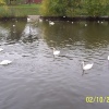 Swans, Exeter, Devon