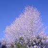 Snow in April, Redditch, Worcestershire