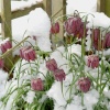 Snake's Head Fritillaries, Steeple Claydon, Bucks. Snow on 6th April 2008.