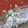 It's Spring again we sing again....