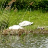 Afternoon nap, swans at Herrington Country Park.