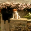 Jack on The Pig Sty Wall