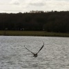 Wildlife